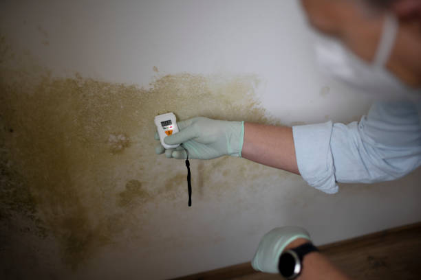 Best Mold Removal Company Near Me  in Summerfield, MD
