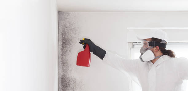 Best Mold Damage Repair  in Summerfield, MD