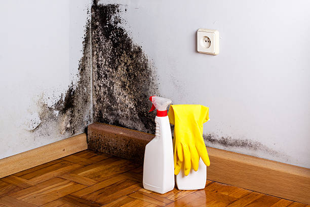 Certified Mold Removal in Summerfield, MD
