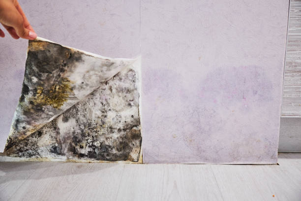 Best Same-Day Mold Removal  in Summerfield, MD